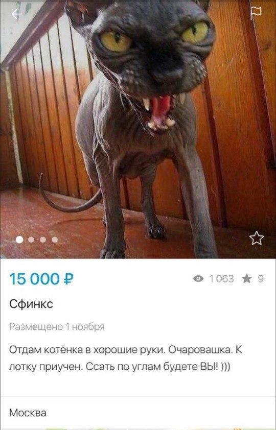 1 5 000 Р Сфинкс Отдам котенка в хорошие руки Очаровашка К лотку приучен Ссать по углам будете ВЫ