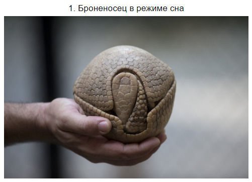 т Броненосец арка име на