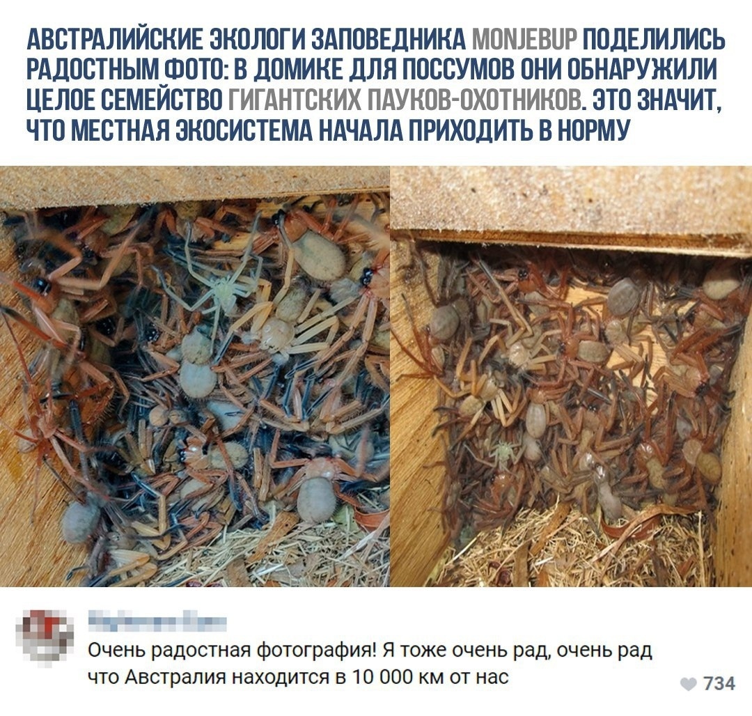 АВСТРАЛИЙСКИЕ ОНОЛОГИ ЗАПОВЕДНИНА МОШЕВОР ПОДЕЛИЛИОЬ РАДООТНЫМ_ФОТО В дОМИНЕ ДЛЯ ПОООУМОВ ОНИ ОБНАРУЖИЛИ ЦЕЛОЕ ОЕМЕИОТВО ГИГАНТОНИХ ПАУНОВ ОХОТНИНОВ ОТО ЗНАЧИТ ЧТО МЕОТНАЯ ОНООИОТЕМА НАЧАЛА ПРИХОДИТЬ В НОРМУ 3 Очень радостная фотография Я тоже очень рад очень рад что Австралия находится в 10 000 км от нас
