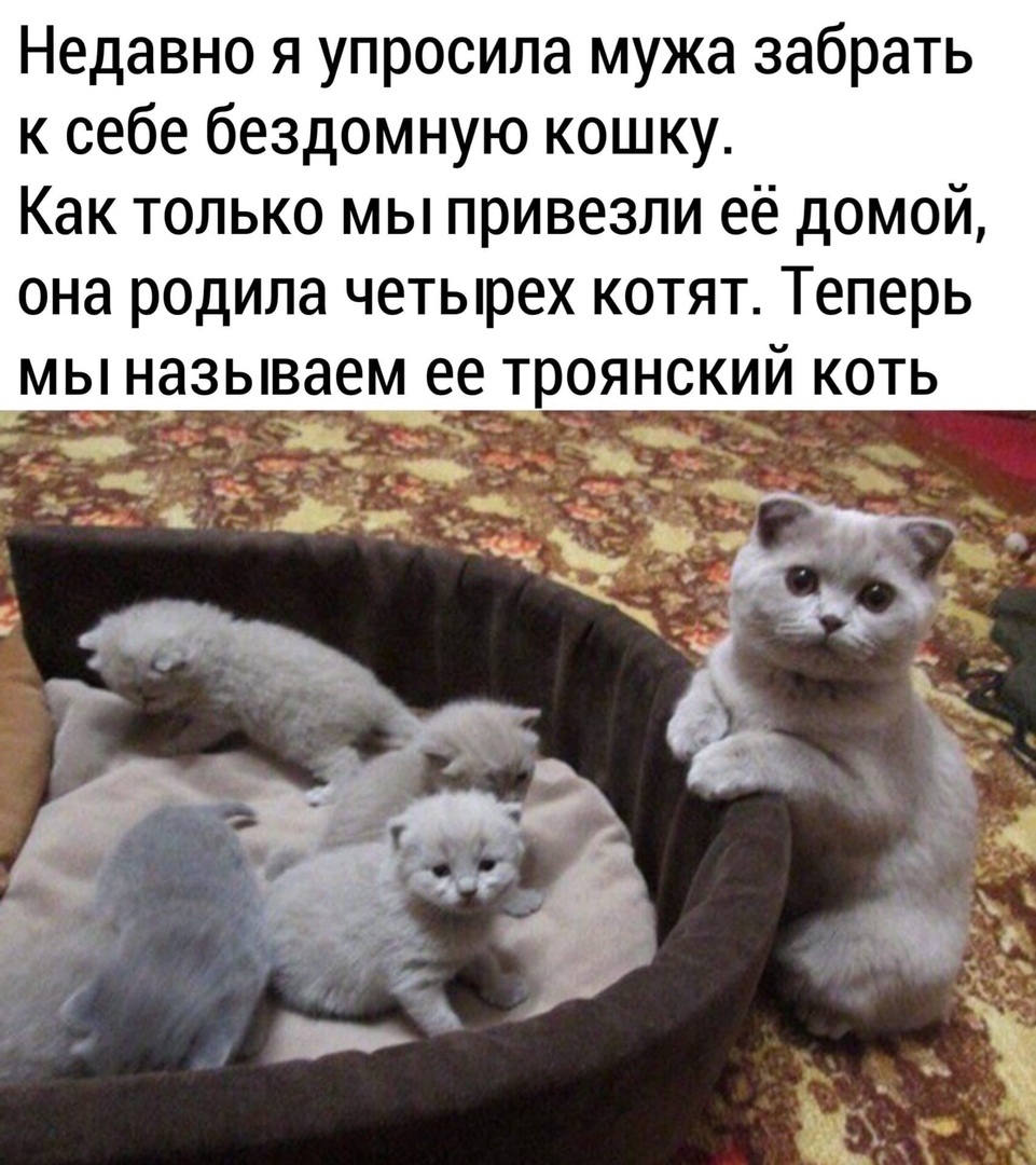 Недавно я упросила мужа забрать к себе бездомную кошку Как только мы привезли её домой она родила четырех котят Теперь мы называем ее троянский коть