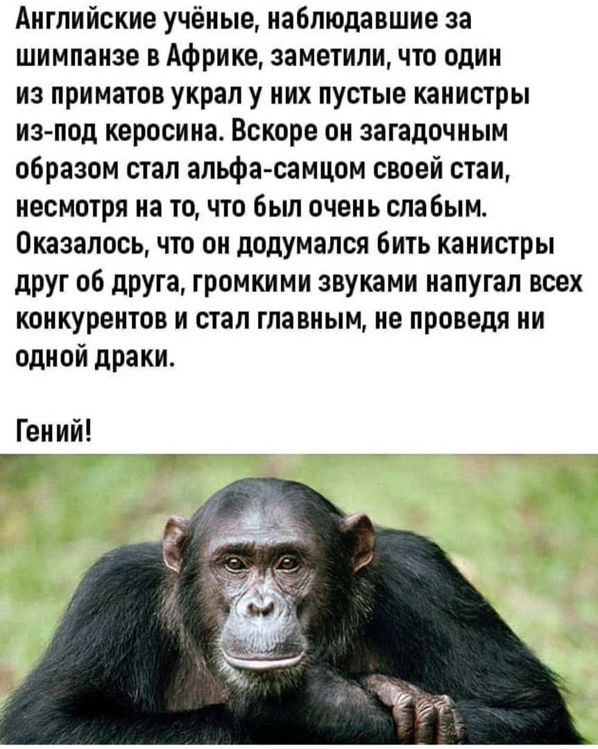 Английские учёные наблюдавшие за шимпанзе в Африке заметили что один из приматов украл у них пустые канистры из под керосина Вскоре он загадочным образом стал альфа самцом своей стаи несмотря на то что был очень слабым Оказалось что он додумался бить канистры друг 06 дРуга громкими звуками напугал всех конкурентов и стал главным не проведя ни одной драки Гений чг _