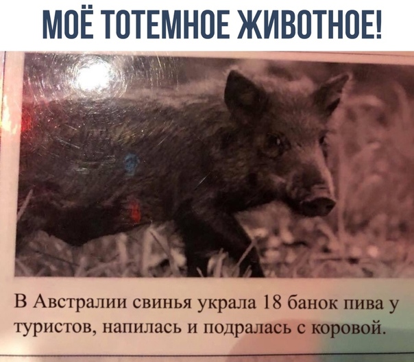 МОЁ ТПТЕМНОЕ ЖИВРТНОЕ В Австралии свинья украла 18 банок пишу туристов напилась и подр