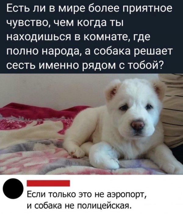 Есть ли в мире более приятное чувство чем когда ты находишься в комнате где полно народа а собака решает сесть именно рядом с тобой _ Если только это не аэропорт и собака не полицейская