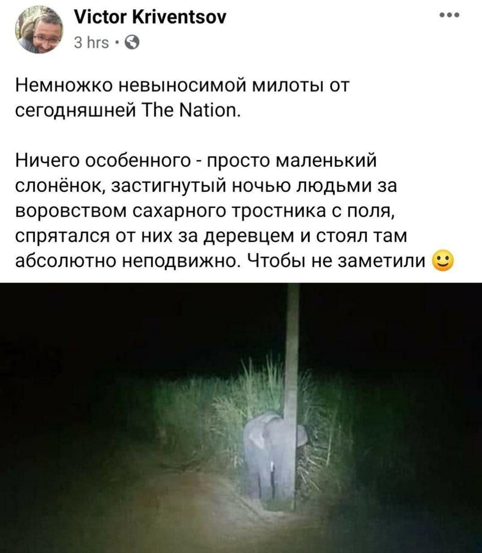 З Уісіог Кгічепсзоу ЗПгз В Немножко невыносимой милоты от сегодняшней ТЬе Матіоп НИЧЕГО особенного _ просто МЭЛЕНЬКИЙ СЛОНЁНОК ЗЭСТИГНУТЫЙ НОЧЬЮ ЛЮДЬМИ 38 воровством СЭХЭРНОГО ТРОСТНИКЭ С ПОЛЯ СПРЯТЭПСЯ ОТ НИХ 38 деревцем И СТОЯЛ там абсолютно НЭПОДВИЖНО ЧТОбЫ не ЗЭМЕЭТИПИ