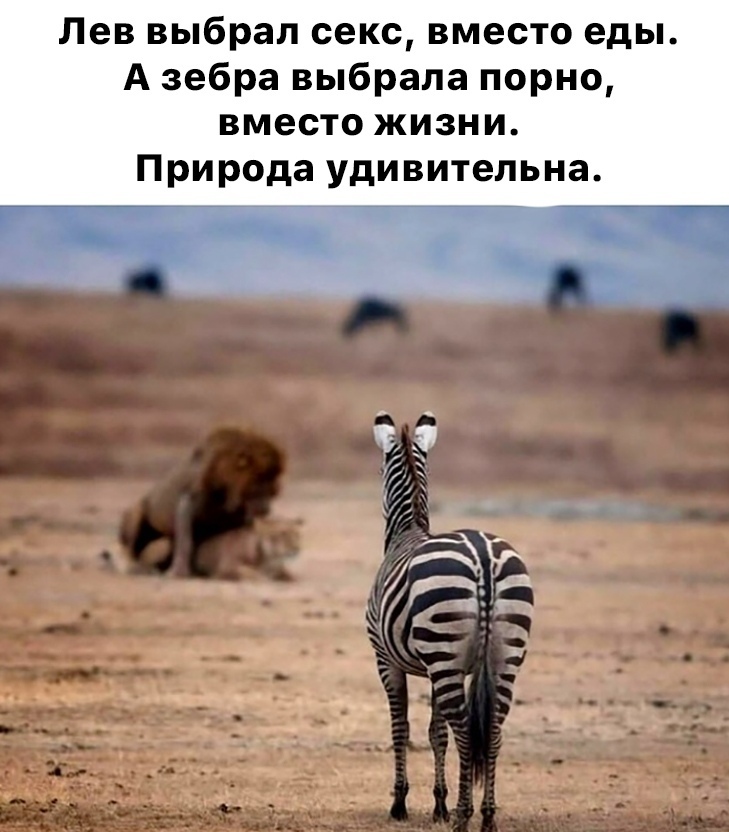 Лев выбрал секс вместо еды А зебра выбрала порно вместо жизни Природа удивительна