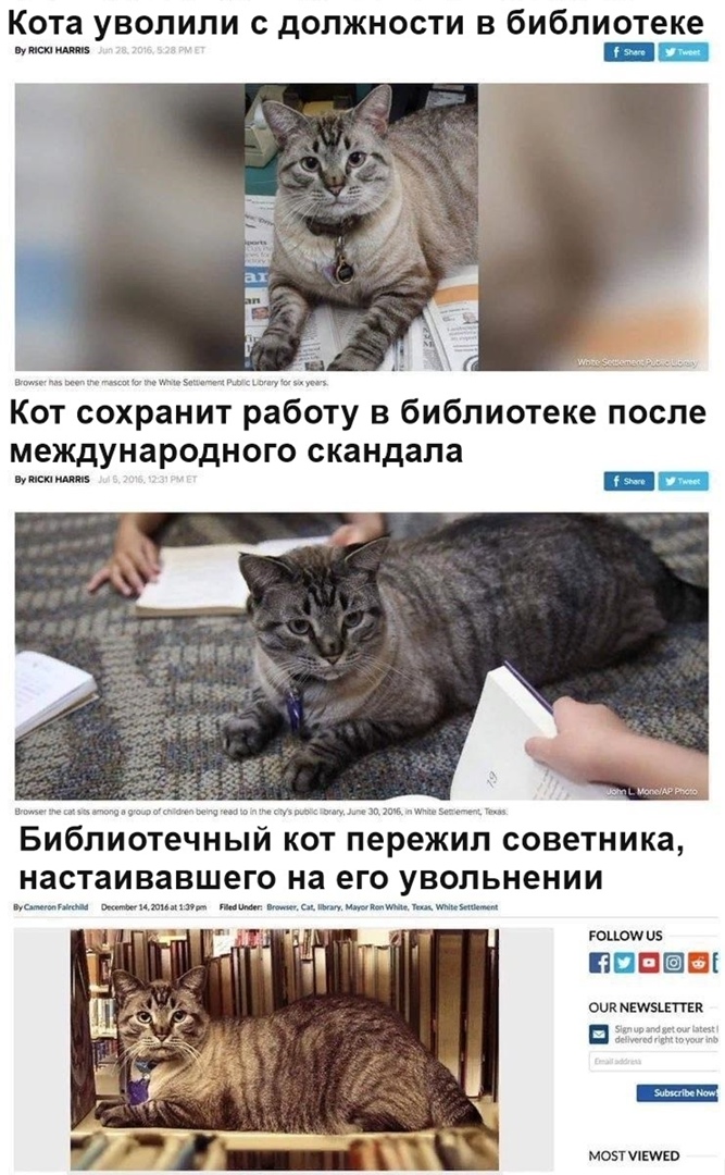 Кота уволили с дОПЖНОСТи В библиотеке тт Кот сохранит работу в библиотеке после международного скандала им ШЕП Библиотечный КОТ пережил советника настаивавшего на его увольнении гоцош 05 Т ВПН оик напитки монизмо