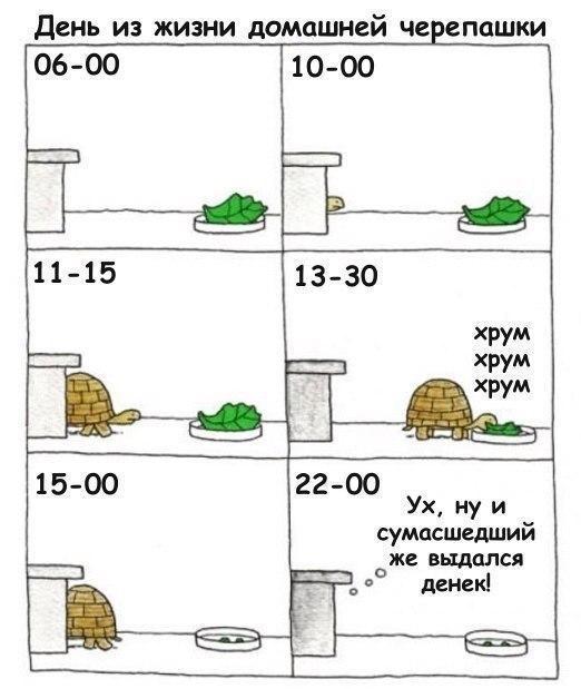 День из жизни домашней чеЕпашки 10 00 06 00 о 1 1 15 13 _ 30 хрум хрум хрум 15 00 2200 Ух ну и сумасшедший 0 ЖС ВЬЩОЛСЯ денекі