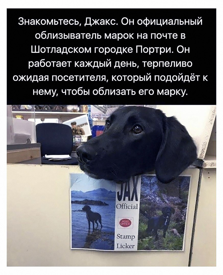 Знакомьтесь Джакс Он официальный облизыватель марок на почте в Шотладском городке Портри Он работает каждый день терпеливо ожидая посетителя который подойдёт к нему чтобы облизать его марку