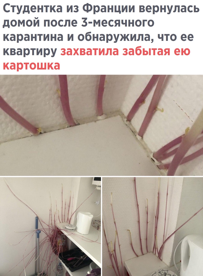 Студентка из Франции вернулась домой после 3 месячного карантина и обнаружила что ее квартиру захватила забытая ею картошка