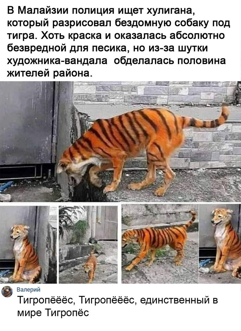 В Малайзии полиция ищет хулигана который разрисовап бездомную собаку под тигра Хоть краска и оказалась абсолютно безвредной для песика но из за шутки художника вандала обделалась половина жителей района Валерий Тигропёёёс Тигропёёёс единственный в мире Тигропёс