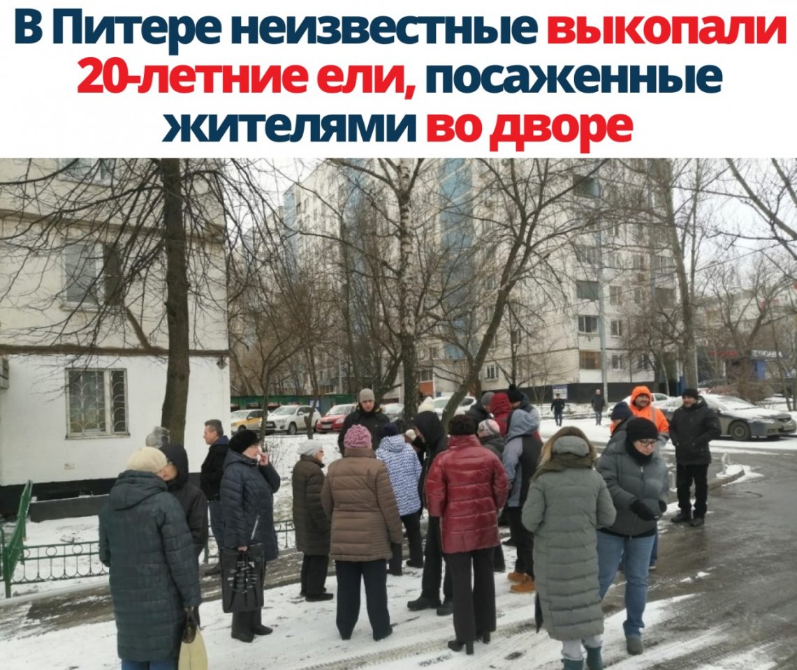В Питере неизвестные выкопали 20 летние ели посаженные жителями во дворе