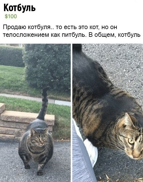 Котбупь 100 Продаю котбупя то есть это кот но он тепеспожением как питбуль В общем котбупь