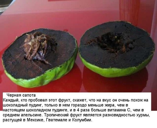 Черная сапита Каждый кто пробовал этот фрукт скажи что на вкус он очень похож на шоколадный пудинг только в нем гораздо меньше жира чем в настоящем шоколаднпм пудпнге и в 4 раза больше втамина с чем в среднем апельсина Тропический фрукт является разновидностью урпы растущей в Мексике Гватемале и Колумбии
