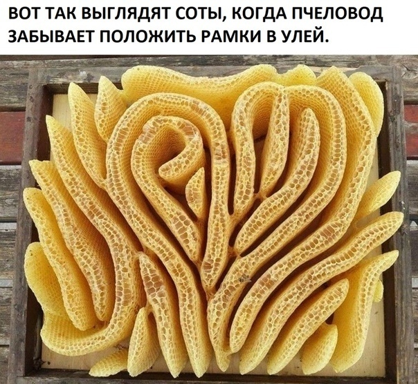 ВОТ ТАК ВЫГПЯДЯТ СОТЫ КОГДА ПЧЕЛОВОД ЗАБЫВАЕТ ПОЛОЖИТЬ РАМКИ В УЛЕЙ