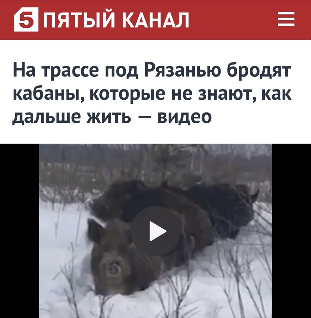 пятый КАНАЛ На трассе под Рязанью бродят кабаны которые не знают как дальше ЖИТЬ _ ВИДЕО