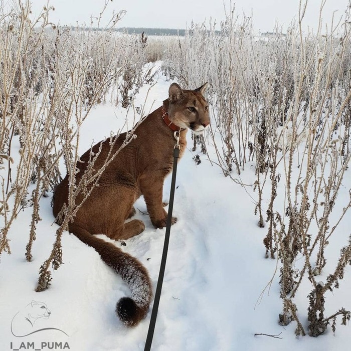 А М О Р М А