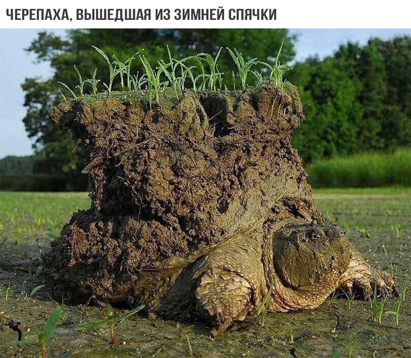ЧЕРЕПАХА ВЫШЕДШАН ИЗ ЗИМНЕЙ БПНЧКИ
