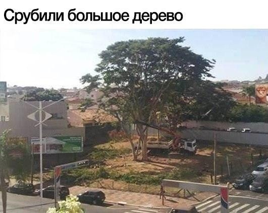 Срубили большое дерево