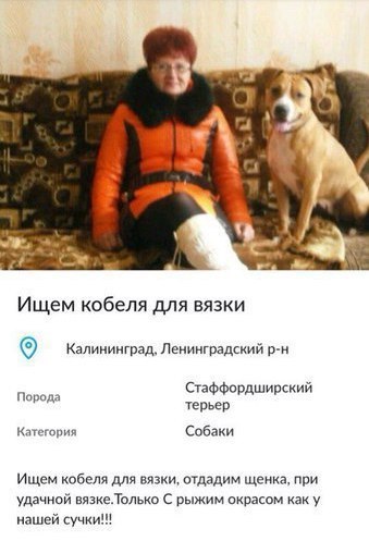 Ищем кобеля для вязки КалииииГрад Ленинтгдщий 9 м СтаФФсРдШипский Собаки Ищем кабеля для вяз ощадим ще при удачной шие Только с рыжим икрзсом у
