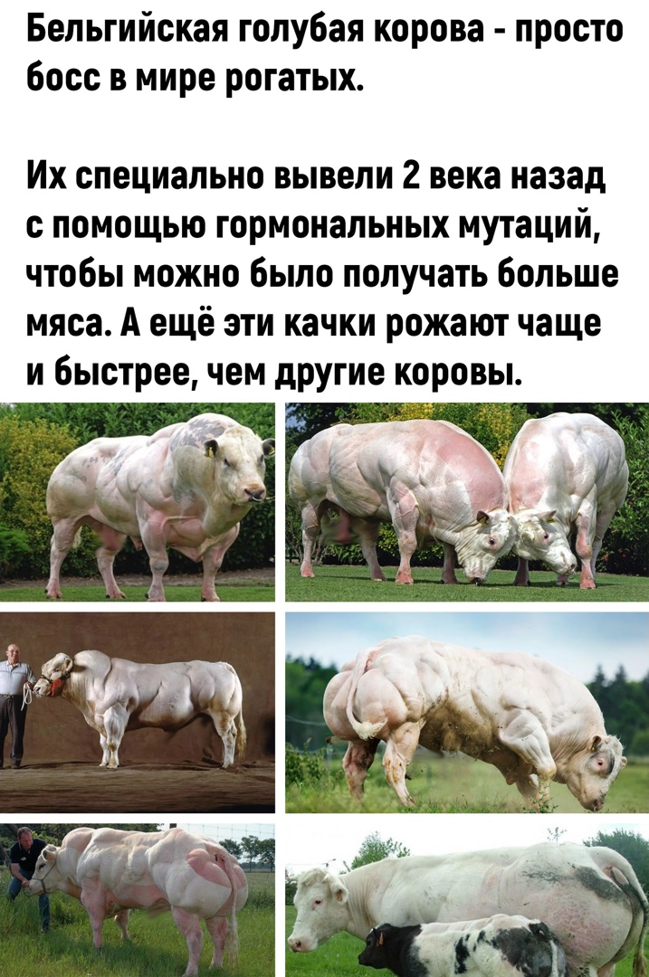 Бельгийская голубая корова просто босс в мире рогатых Их специально вывели 2 века назад с помощью гормональных мутаций чтобы можно было получать больше мяса А ещё эти качки рожают чаще и быстреечем другие коровы