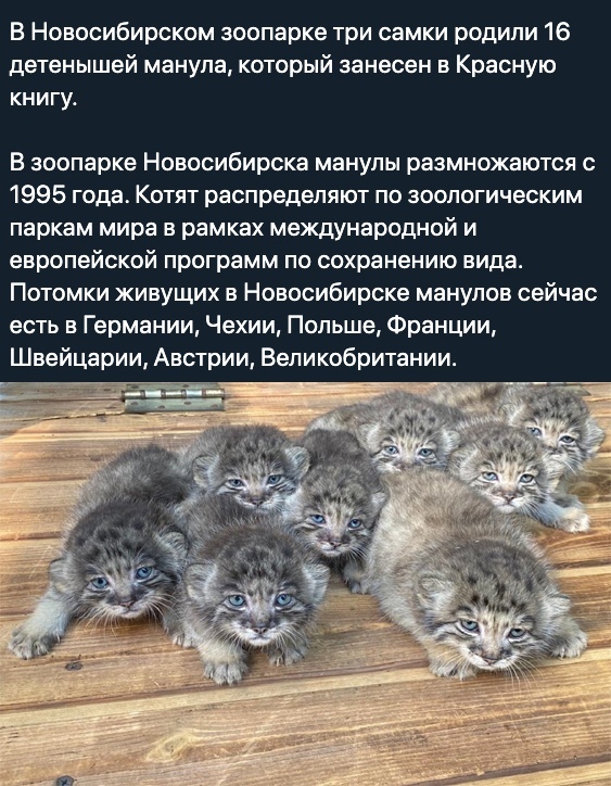 В Новосибирском зоопарке три самки родили 16 детенышей манупа который занесен в Красную книгу В зоопарке Новосибирска манупы размножаются с 1995 года Котят распределяют по зоопогическим паркам мира в рамках международной и европейской программ по сохранению вида Потомки живущих в Новосибирске манупов сейчас есть в Германии Чехии Польше Франции Швейцарии Австрии Великобритании