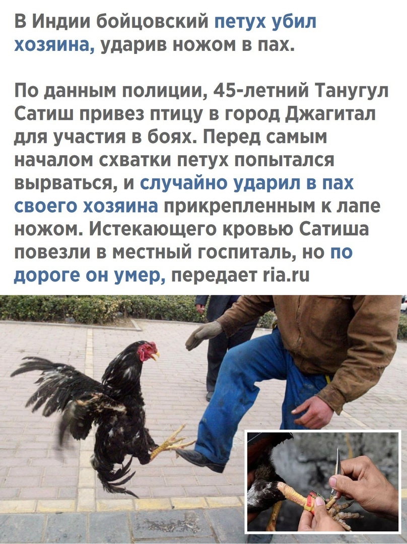 В Индии бойцовский петух убил хозяина ударив ножом в пах По данным полиции 45 летний Танугул Сатиш привез птицу в город Джагитал для участия в боях Перед самым началом схватки петух попытался вырваться и случайно ударил в пах своего хозяина прикрепленным к папе ножом Истекающего кровью Сатиша повезли в местный госпиталь но по дороге он умер передает гіаги