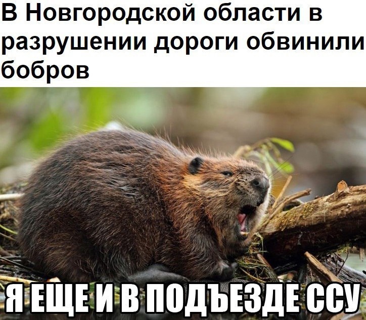 В Новгородской области в разрушении дороги обвинили бобров ЯЁЕЩЕИВПЁДЪЕЗДЕ00