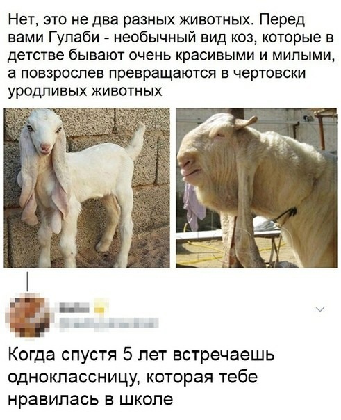 Нет это не два разных животных Перед вами Гупаби необычный вид коз которые в детстве бывают очень красивыми и милыми а повзроспев превращаются в чертовски уродливых ЖИВОТНЫХ Когда спустя 5 лет встречаешь одноклассницу которая тебе нравилась в школе