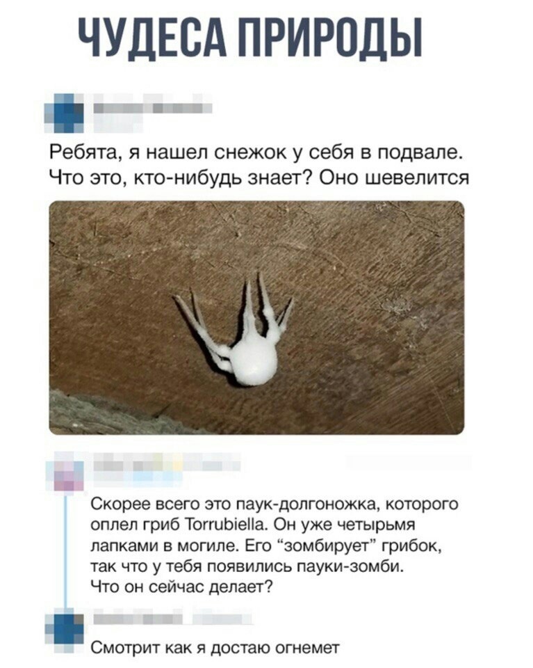 ЧУДЕСА ПРИРОДЫ тт _ Ребята я нашел снежок у себя в подвале Что это кто нибудь знает Оно шевелится Скорее всего это паук долгоножка которого оппел гриб ТоггиЬіеНа Он уже четырьмя папками в могиле Его зомбирует грибок так что у тебя появились пауки зомби Что он сейчас делает Смотрит как Я достаю огнемет