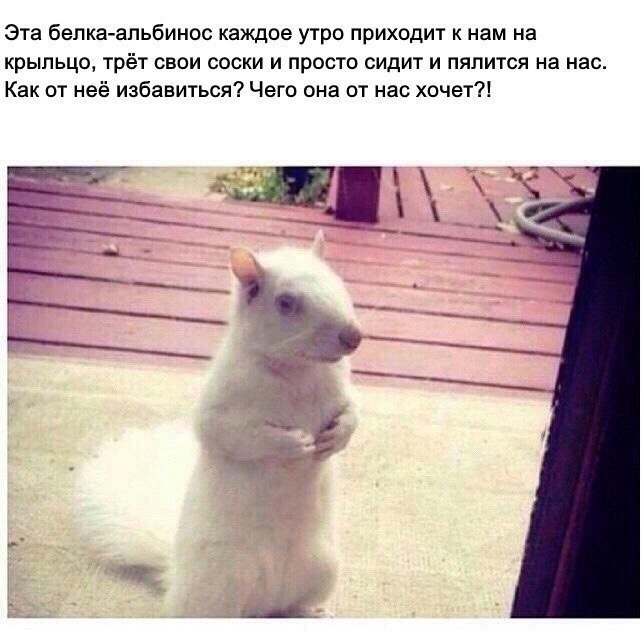 Эта бепка апьбинос каждое утро приходит к нам на крыльцо трёт свои соски и просто сидит и пялится на нас Как от неё избавиться Чего она от нас хочет