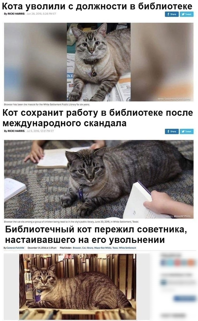 Кота уволили с дОПЖНОСТИ В библиотеке ммм Кот сохранит работу в библиотеке после международного скандала ммм БИбЛИОТЕЧНЫЙ КОТ пережил СОВЭТНИКЗ настаивавшего на его УВОПЬНЕНИИ