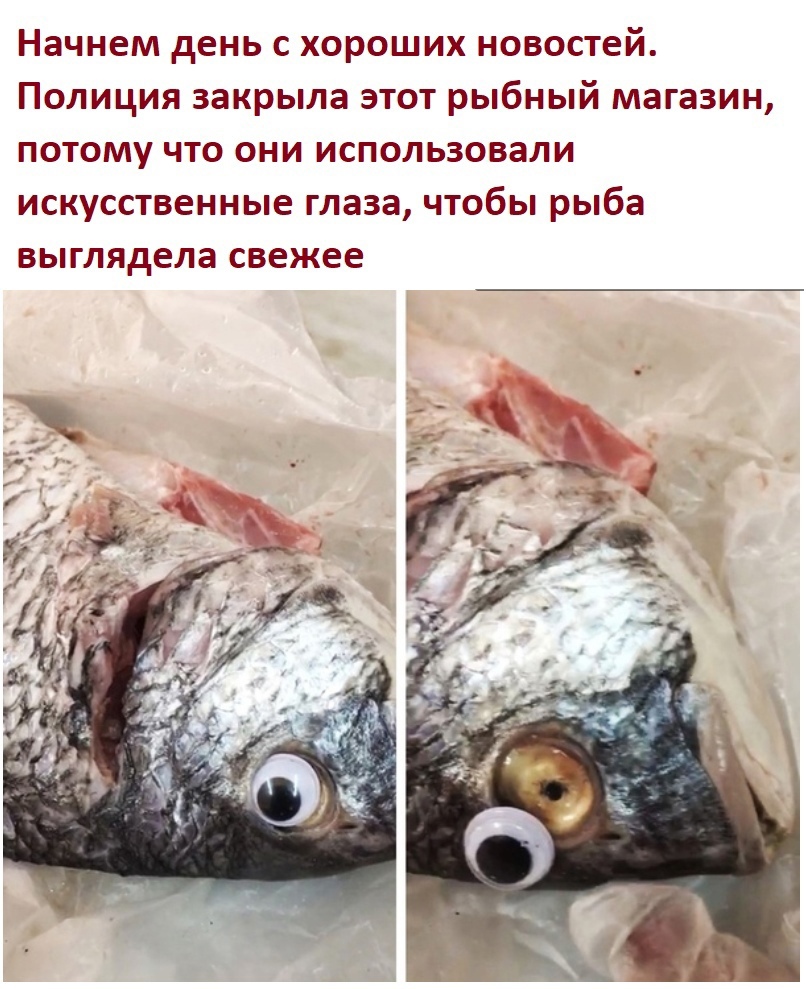 Начнем день с хороших новостей Полиция закрыла этот рыбный магазин потому что они использовали искусственные глаза чтобы рыба выглядела свежее