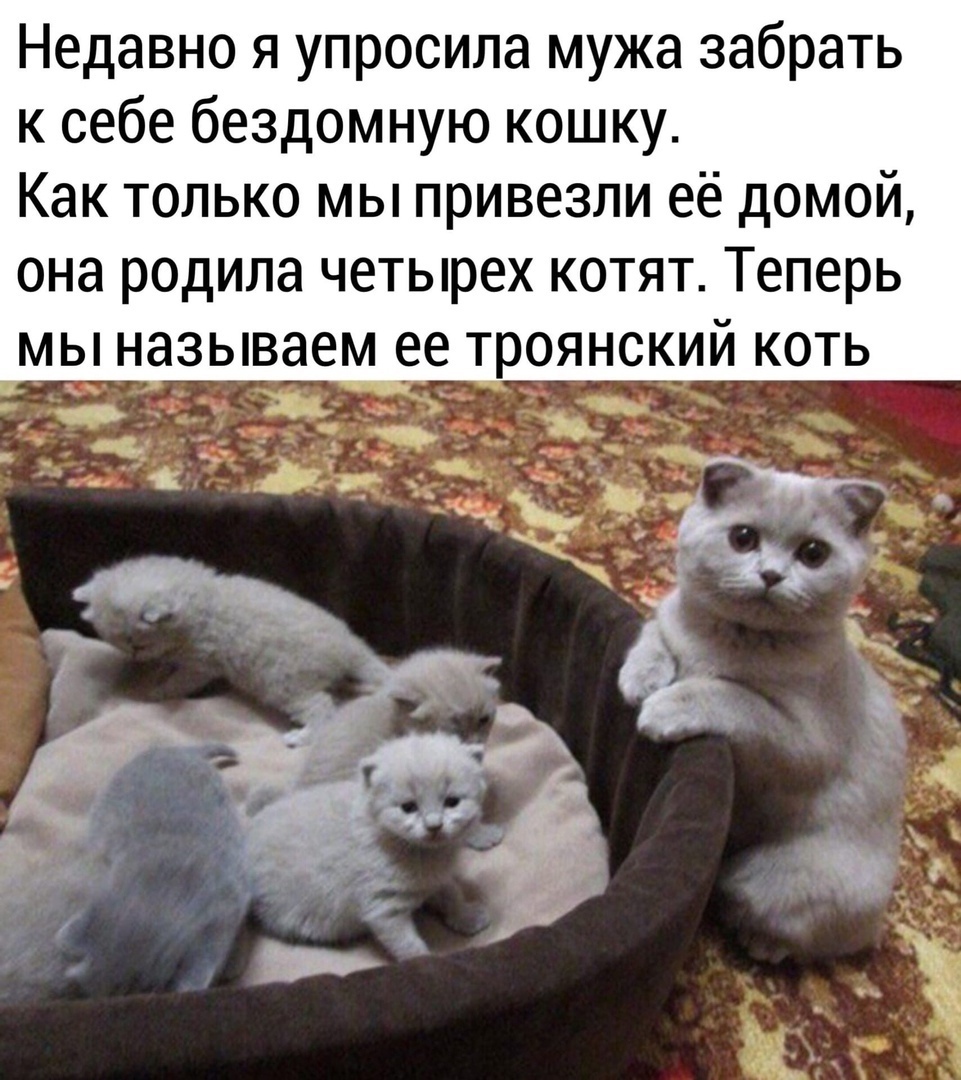 Недавно я упросила мужа забрать к себе бездомную кошку Как только мы привезли её домой она родила четырех котят Теперь мы называем ее троянский коть