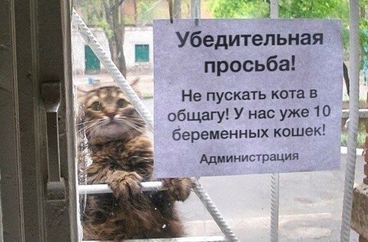 1 Убедительная просьба Не пускать кота общагу У нас уже 10 беременных кошек Администрация
