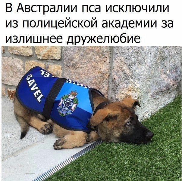 В Австралии пса исключили из полицейской академии за излишнее дружелюбие