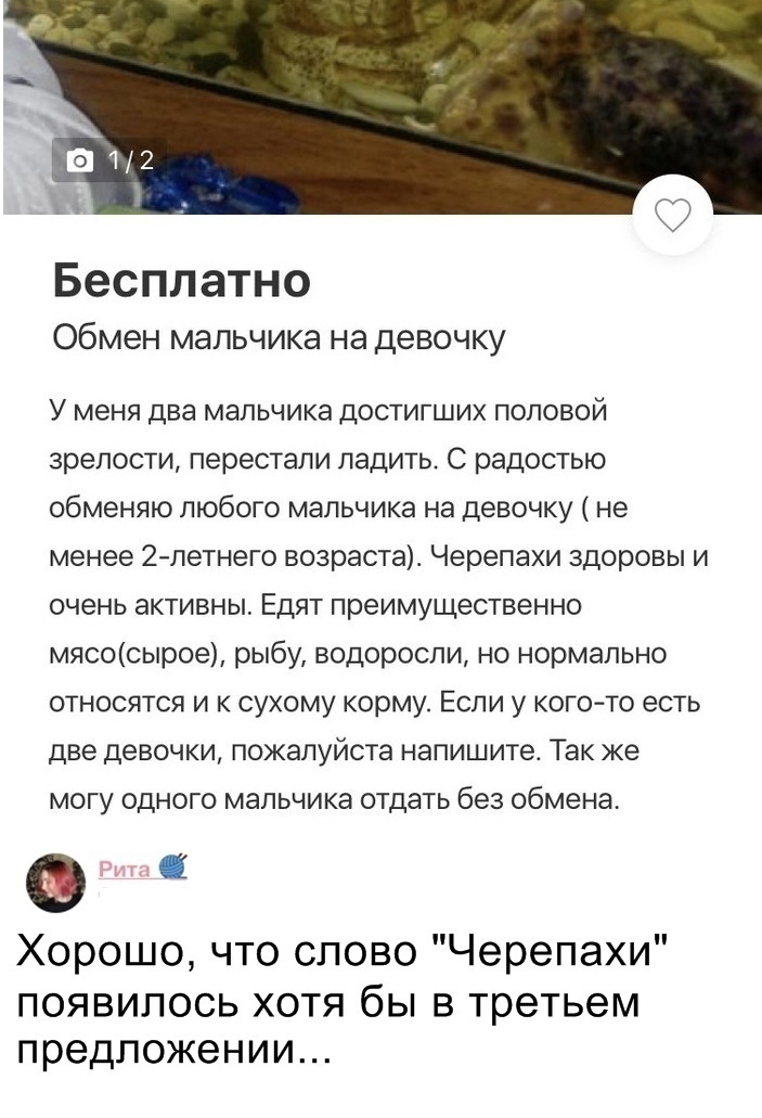 Бесплатно Обмен мальчика на Девочку У меня два мальчика достигших половой зрелости перестали ладить С радостью обменяю любого мальчика на девочку не менее 2летнего возраста Черепахи здоровы и очень активны Едят преимущественно мясосырое рыбу водоросли но нормально относятся и к сухому корму Если у кого то есть две девочки пожалуйста напишите Так же могу одного мальчика отдать без обмена Хорошо что