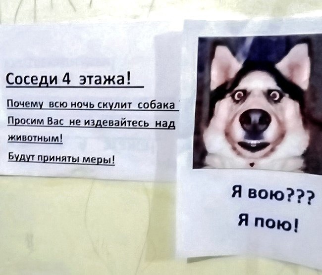 Соседи 4 этажа Почему всю ночь скупит собака Пепсим Вас не издевайтесь над животным