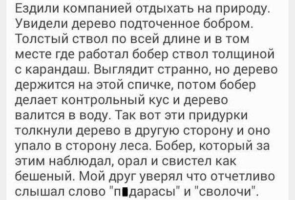 Ездили компанией отдыхать на природу Увидели дерево подточенное бобром Толстый ствол по всей длине и в том месте где работал бобер ствол толщиной 0 карандаш Выглядит странно но дерево держится на этой спичке потом бобер делает контрольный кус и дерево валится в воду Так вот эти придурки толкнули дерево в другую сторону и оно упало в сторону леса Бобер который за этим наблюдал орал и свистел как бе