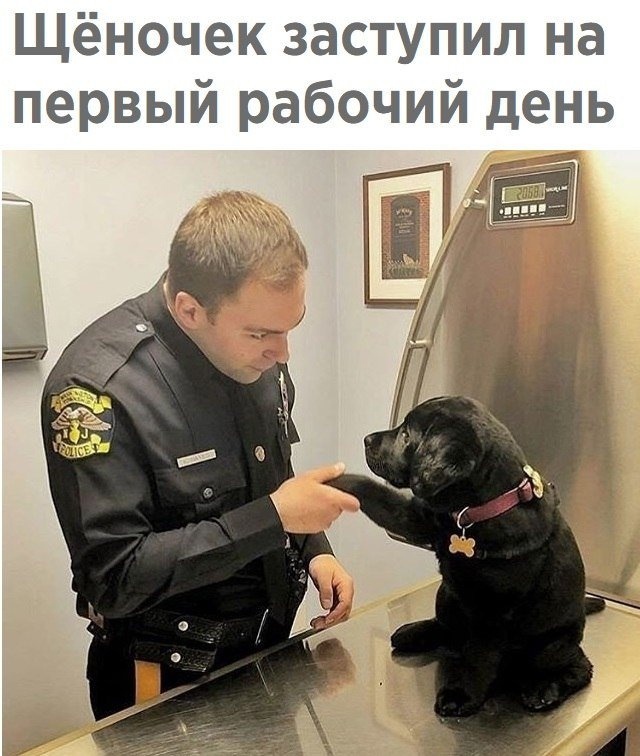 Щёночек заступил на первый рабочий день