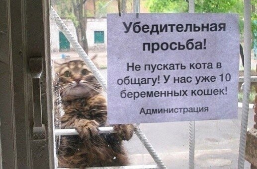 зпу д Убедительная просьба _ Не пускать кота в общагу У нас уже 10 беременных кошек Администрация