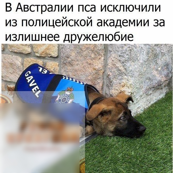 В Австралии пса исключили из полицейской академии за излишнее дружелюбие