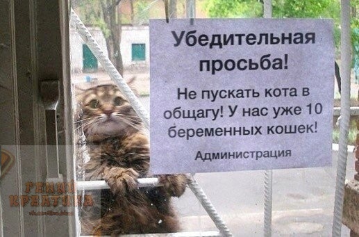 Убедительная просьба Не пускать кота в общагу У нас уже 10 беременных кошек Администрация