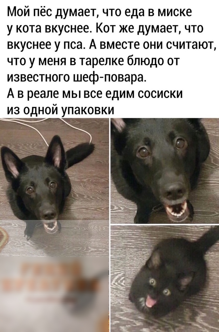 Мой пёс думает что еда в миске у кота вкуснее Кот же думает что вкуснее у пса А вместе они считают что у меня в тарелке блюдо от известного шеф повара А в реале мы все едим сосиски из одной упаковки