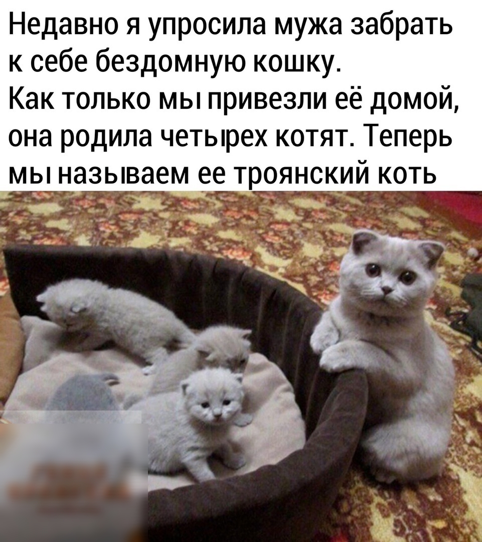 Недавно я упросила мужа забрать к себе бездомную кошку Как только мы привезли её домой она родила четырех котят Теперь мы называем ее троянский коть _