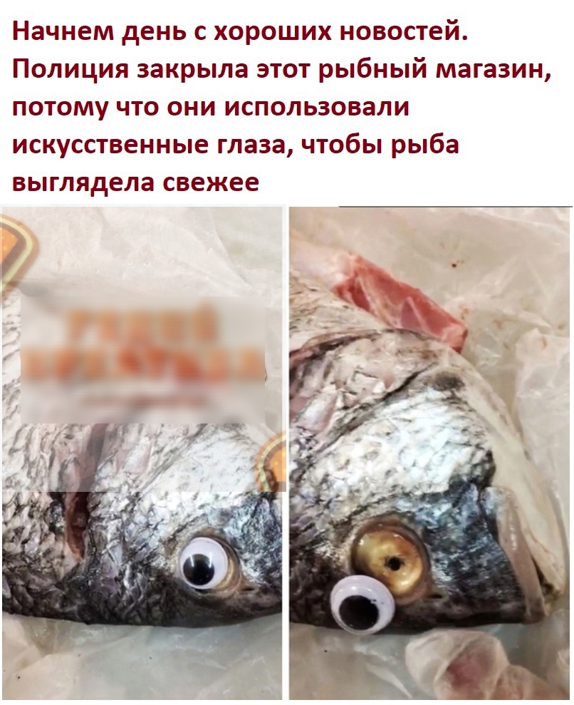 Начнем день с хороших новостей Полиция закрыла этот рыбный магазин потому что они использовали искусственные глаза чтобы рыба выглядела свежее