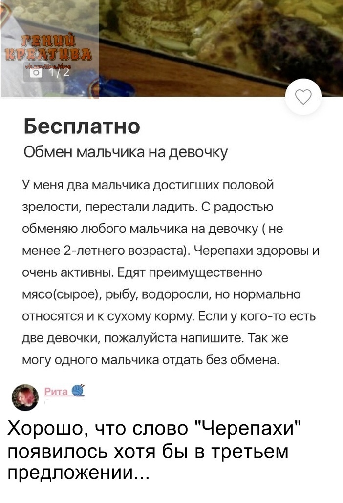 Бесплатно Обмен мальчика на Девочку У меня два мальчика достигших половой зрелости перестали ладить С радостью обменяю любого мальчика на девочку не менее 2летнего возраста Черепахи здоровы и очень активны Едят преимущественно мясосырое рыбу водоросли но нормально относятся и к сухому корму Если у кого то есть две девочки пожалуйста напишите Так же могу одного мальчика отдать без обмена Ф у Хорошо