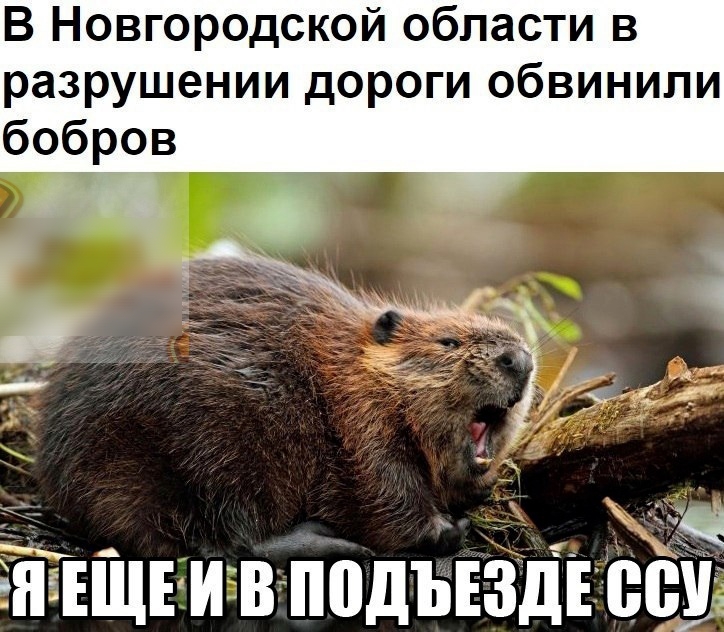 В Новгородской области в разрушении дороги обвинили бобров г _ очч 53 _ 5 здіЕЩЕИВіШдЪЕЗдЕВВУ