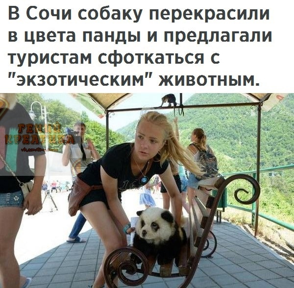В Сочи собаку перекрасили в цвета панды и предлагали туристам сфоткаться с экзотическим животным