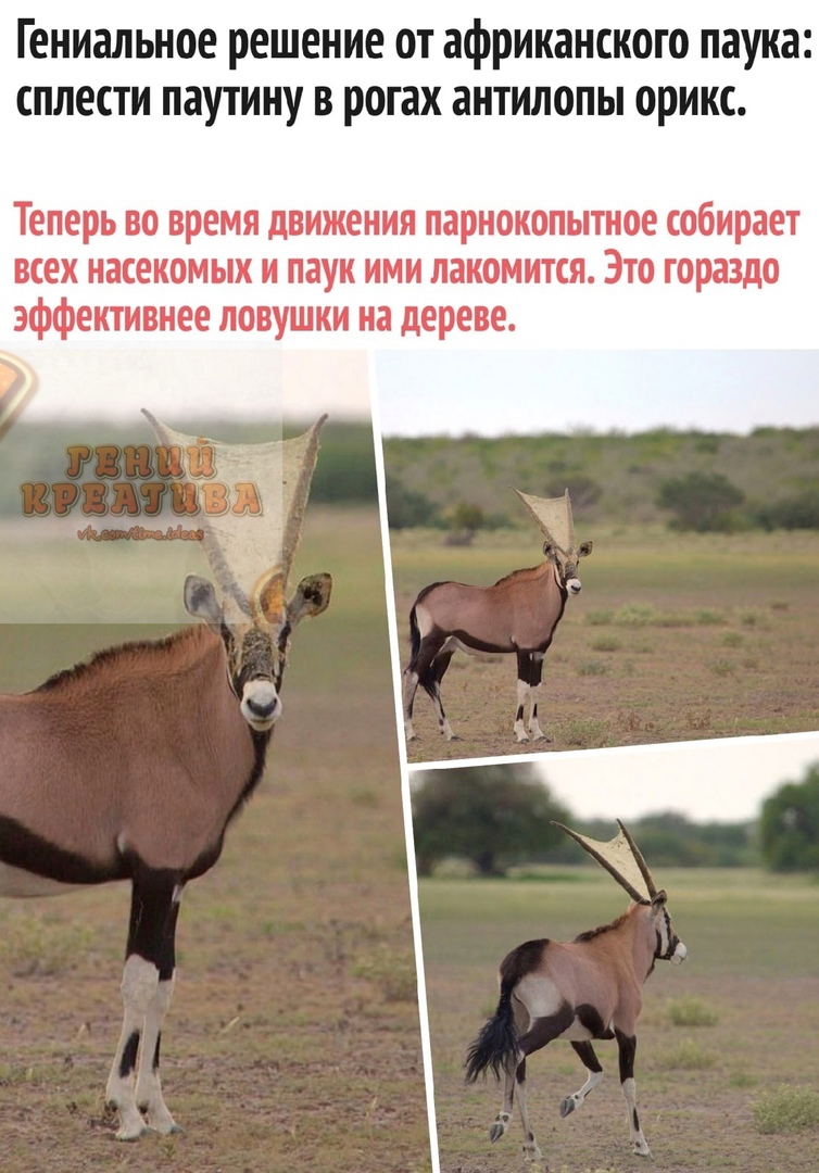 Гениальное решение от африканского паука сплести паутину в рогах антилопы орикс Теперь во время движения парнокопытное собирает всех насекомых и паук ими пакомится Это гораздо эффективнее ловушки на дереве