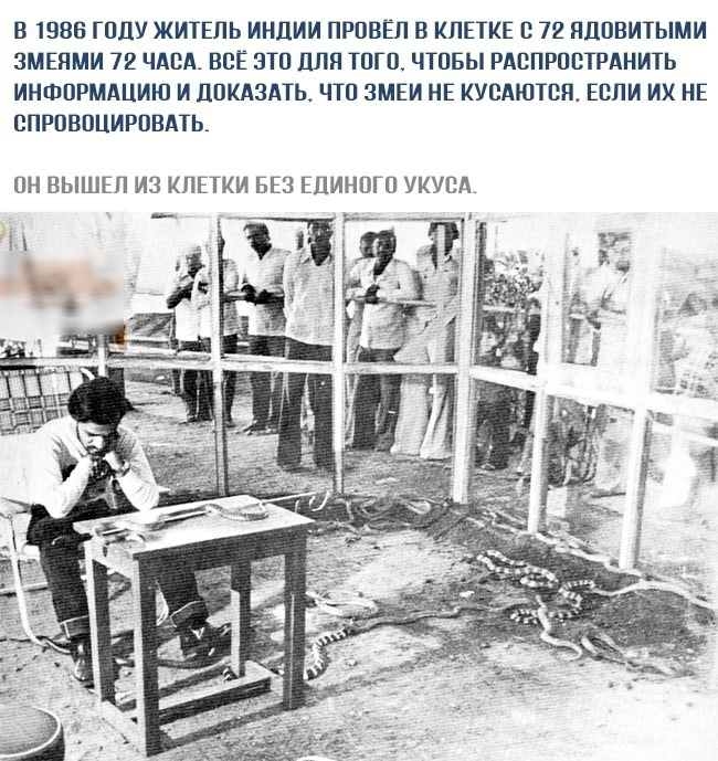 В 1986 ГОДУ ЖИТЕЛЬ ИНЦИИ ПРПВЁЛ В КЛЕТКЕ В 72 ПЦПВИТЫМИ ЗМЕПМИ 72 ЧАВА ВСЁ ЭТП ППП ТПП ЧТОБЫ РАВПРШПРАНИТЬ ИНФОРМАЦИЮ И ПОКАЗАТЬ ЧТП ЗМЕИ НЕ КУСАШТВП ЕВЛИ ИХ НЕ СПРПВПЦИРПВАТЬ ПН ВЫШЕП ИЗ КЛЕТКИ БЕЗ ЕПИНПГП УКУЕА